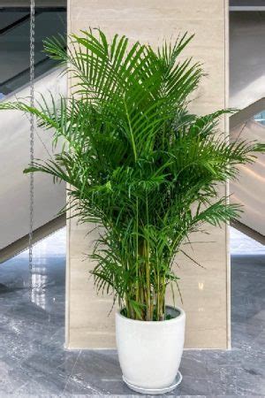 家裡植物|10種室內大型植物推薦！耐陰好養、風水招財，沒陽光。